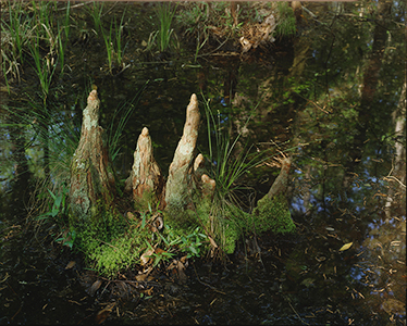 Cypress Knees